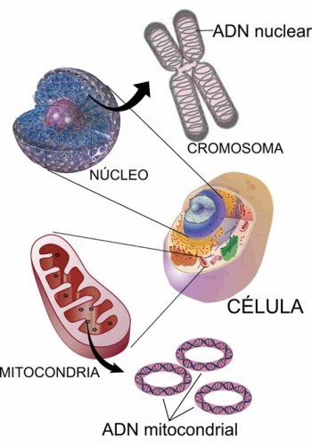 celula-mitocondria500