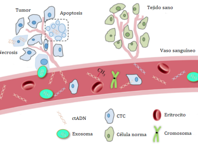 Figura 1. Origen de CTCs, ctADN y exomas en plasma sanguíneo. ctDNA y exosomas son secretados por células tumorales necróticas y apoptóticas, y las CTCs son liberadas por el tejido tumoral. La mutación genética y la metilación del ADN epigenético se pueden detectar como diagnóstico y pronóstico biomarcadores de cáncer (Adaptado de Wang, J. y col., 2017).